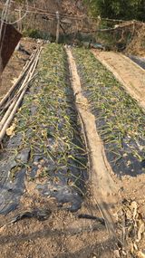 팜모닝 마늘·영농일지 게시글 이미지