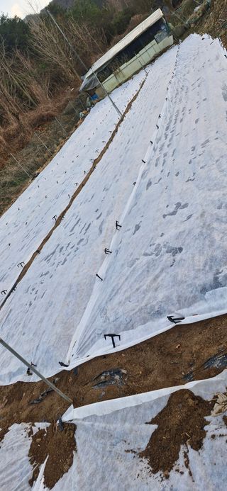 옥이네님의 양파 · 영농일지 작성글 사진