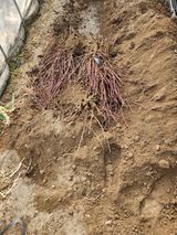 팜모닝 복숭아·영농일지 게시글 이미지