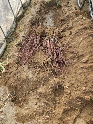 잘살아보세님의 복숭아 · 영농일지 작성글 사진