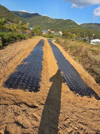전재무님의 마늘 · 영농일지 작성글 사진