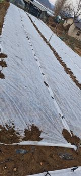 팜모닝 양파·영농일지 게시글 이미지