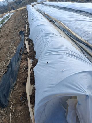 김익중님의 양파 · 영농일지 작성글 사진