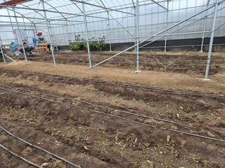 김성옥님의 고추 · 영농일지 작성글 사진