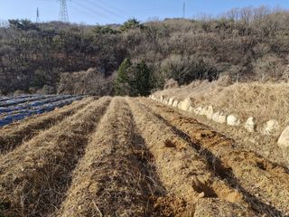 텃밭농사초보님의 기타작물 · 영농일지 작성글 사진