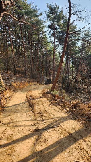 조동식님의 두릅 · 영농일지 작성글 사진