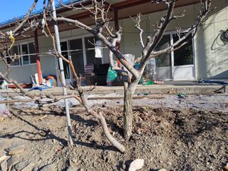 김용대님의 기타작물 · 영농일지 작성글 사진