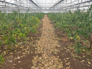 바굼지님의 기타작물 · 영농일지 작성글 사진