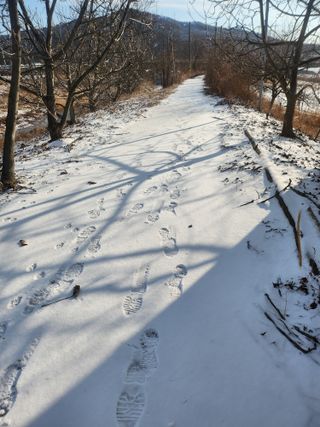 백화산지킴이산야초님의 포도 · 영농일지 작성글 사진