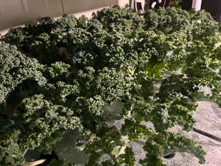 정종배님의 기타작물 · 영농일지 작성글 사진