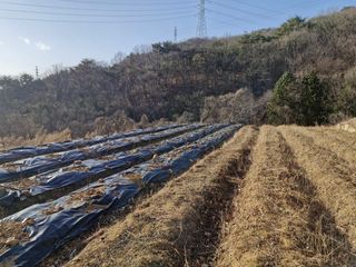 텃밭농사초보님의 기타작물 · 영농일지 작성글 사진