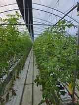 팜모닝 토마토·영농일지 게시글 이미지