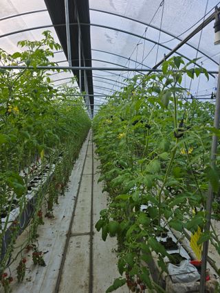 김호진님의 토마토 · 영농일지 작성글 사진