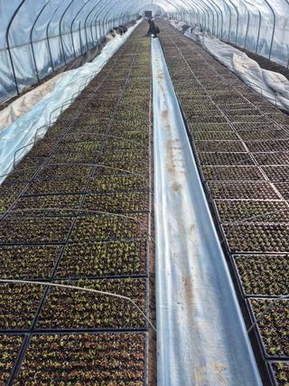 병풍취산채농원님의 기타작물 · 영농일지 작성글 사진