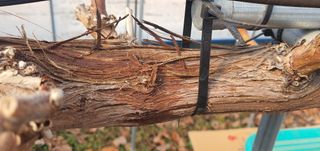 박상중님의 기타작물 · 영농일지 작성글 사진