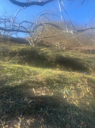 단감대봉시금치당님의 감 · 영농일지 작성글 사진