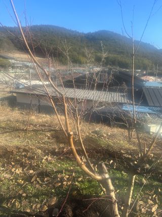 단감대봉시금치당님의 감 · 영농일지 작성글 사진