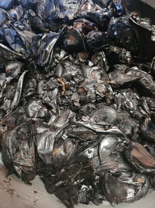 고사리.밤.육쪽마늘님의 기타작물 · 영농일지 작성글 사진