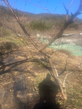 단감대봉시금치당님의 감 · 영농일지 작성글 사진