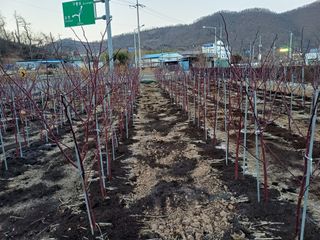 최정윤님의 딸기 · 영농일지 작성글 사진