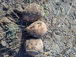 검은눈동자님의 기타작물 · 영농일지 작성글 사진