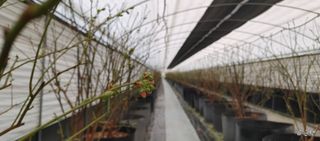 류근택님의 블루베리 · 영농일지 작성글 사진