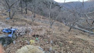 김동명님의 기타작물 · 영농일지 작성글 사진