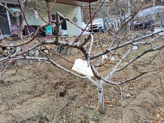 김용대님의 복숭아 · 영농일지 작성글 사진