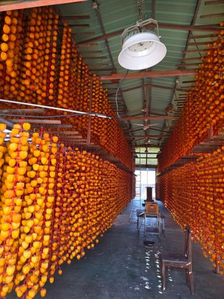 전은식님의 기타작물 · 영농일지 작성글 사진