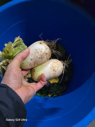 소병찬님의 배추 · 영농일지 작성글 사진