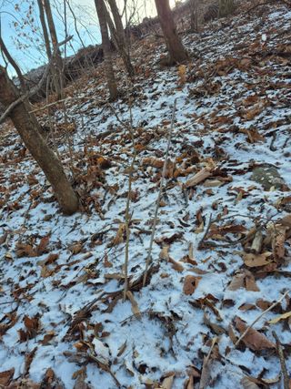 엉뚱님의 기타작물 · 영농일지 작성글 사진