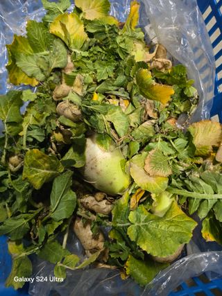 소병찬님의 배추 · 영농일지 작성글 사진