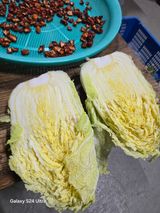 팜모닝 배추·영농일지 게시글 이미지