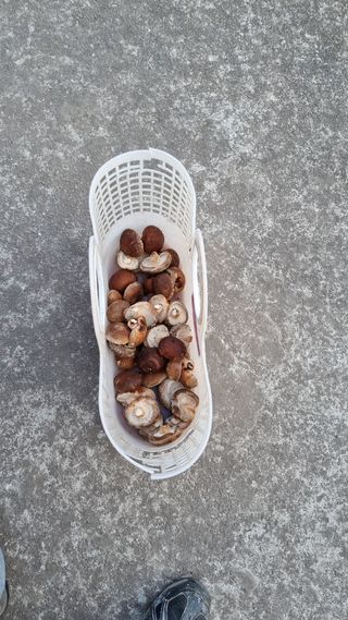 김동명님의 기타작물 · 영농일지 작성글 사진