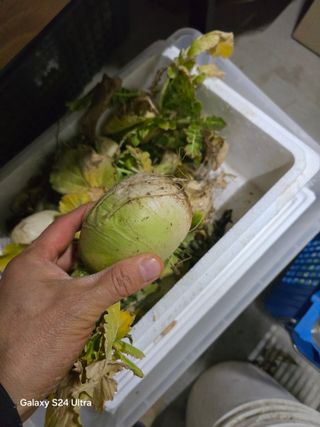 소병찬님의 배추 · 영농일지 작성글 사진