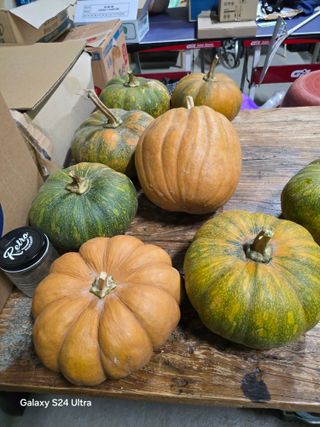 소병찬님의 배추 · 영농일지 작성글 사진