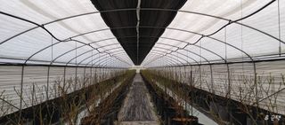 류근택님의 블루베리 · 영농일지 작성글 사진