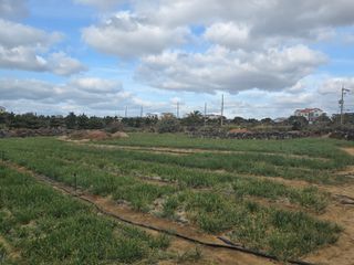 낙엽교목류22209님의 파 · 영농일지 작성글 사진