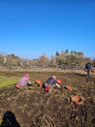 평대돌담농장님의 감자 · 영농일지 작성글 사진
