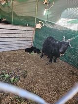 팜모닝 고추·영농일지 게시글 이미지