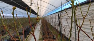 류근택님의 블루베리 · 영농일지 작성글 사진