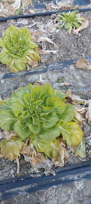 주말 텃밭 농부님의 기타작물 · 영농일지 작성글 사진