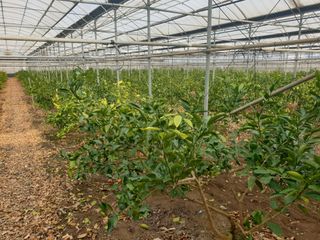 바굼지님의 귤 · 영농일지 작성글 사진