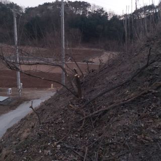 가로수님의 기타작물 · 영농일지 작성글 사진