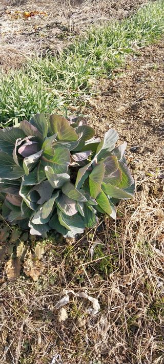 주말 텃밭 농부님의 기타작물 · 영농일지 작성글 사진