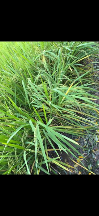 백현호님의 벼 · 영농일지 작성글 사진