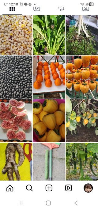 김선례님의 기타작물 · 영농일지 작성글 사진