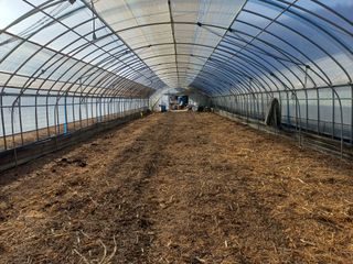 전원수님의 토마토 · 영농일지 작성글 사진