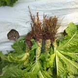 팜모닝 상추·영농일지 게시글 이미지