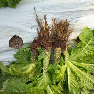 상추뿌리혹병님의 상추 · 영농일지 작성글 사진
